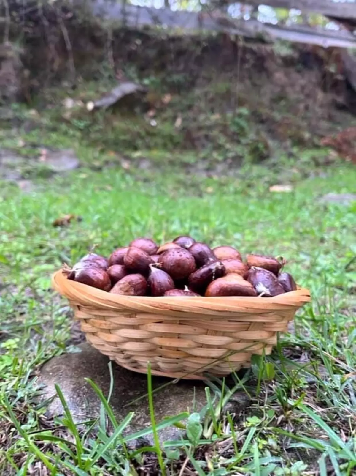 sinopta kestane sezonu basladi gelenegi yasatiyorlar tXwrzKCJ.jpg