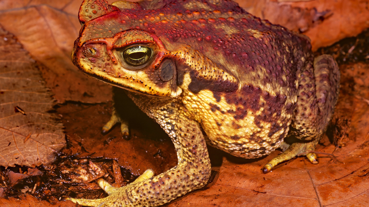 Bir gölet, binlerce kurbağa ve akıl almaz bir trajedi: “Patlayan kurbağaların” gizemi