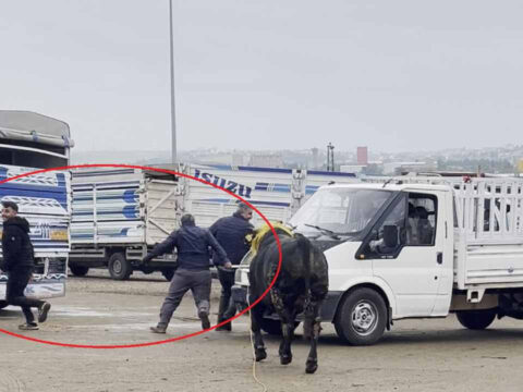 Diyarbakır’daki Canlı Hayvan Borsasında Kaçan Boğa Kaosa Neden Oldu