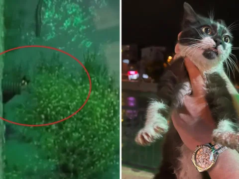 Yeşilırmak Nehri’nde Mahsur Kalan Kedi İçin Özel Kurtarma Operasyonu Gerçekleştirildi