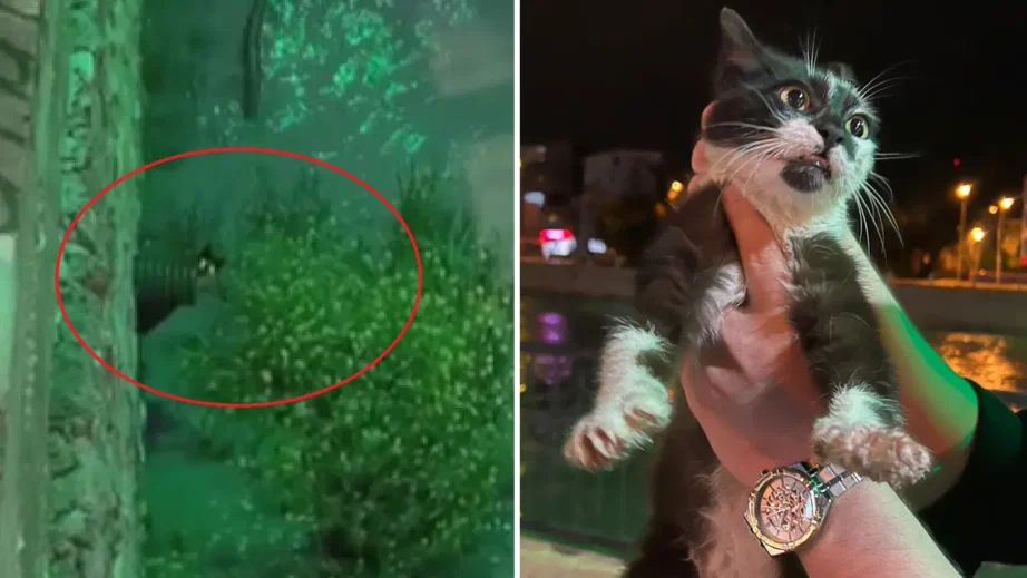 Yeşilırmak Nehri’nde Mahsur Kalan Kedi İçin Özel Kurtarma Operasyonu Gerçekleştirildi